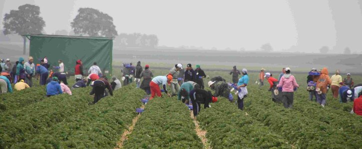Saisonarbeiter*innen in Landwirtschaft und Fleischindustrie schützen – jetzt! Saisonarbeiter*innen in Landwirtschaft und Fleischindustrie schützen – jetzt!