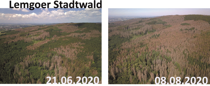 Unsere Wälder sterben! Nationalen Wiederbewaldungsplan beschließen! Klimaschutzgesetz jetzt! Unsere Wälder sterben! Nationalen Wiederbewaldungsplan beschließen! Klimaschutzgesetz jetzt!
