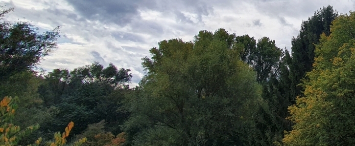 Rettet unseren kleinen Urwald in Witten Annen! Rettet unseren kleinen Urwald in Witten Annen!