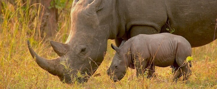Save Rhino Fund Uganda Save Rhino Fund Uganda