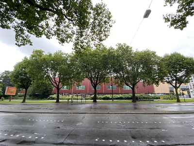 Rettung des Baumbestandes auf der Alleestr in Bochum Rettung des Baumbestandes auf der Alleestr in Bochum