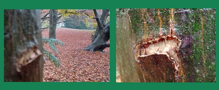 Für den Erhalt des Südparks in Recklinghausen - kein Disc Golf im Erholungspark! Für den Erhalt des Südparks in Recklinghausen - kein Disc Golf im Erholungspark!