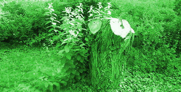 Natur macht glücklich! Petition für mehr Natur in der Stadt. Natur macht glücklich! Petition für mehr Natur in der Stadt.