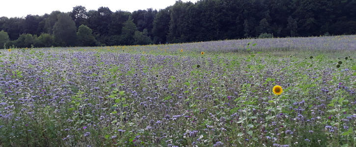 Förderung von Blühflächen in Schleswig-Holstein Förderung von Blühflächen in Schleswig-Holstein