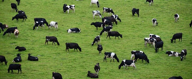 Mercosur stoppen - Klima schützen! Mercosur stoppen - Klima schützen!